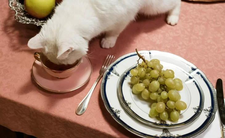 Food Allergies in Cats