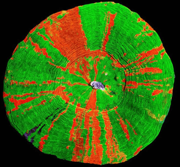 What Are SPS Corals: Stony Corals Explained For Beginners