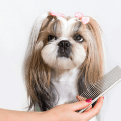 4 Benefits of Mobile Dog Grooming