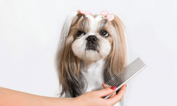 4 Benefits of Mobile Dog Grooming