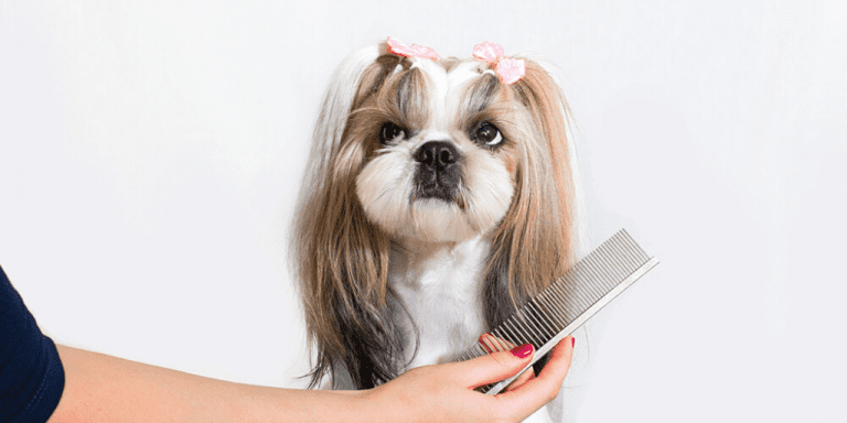4 Benefits of Mobile Dog Grooming