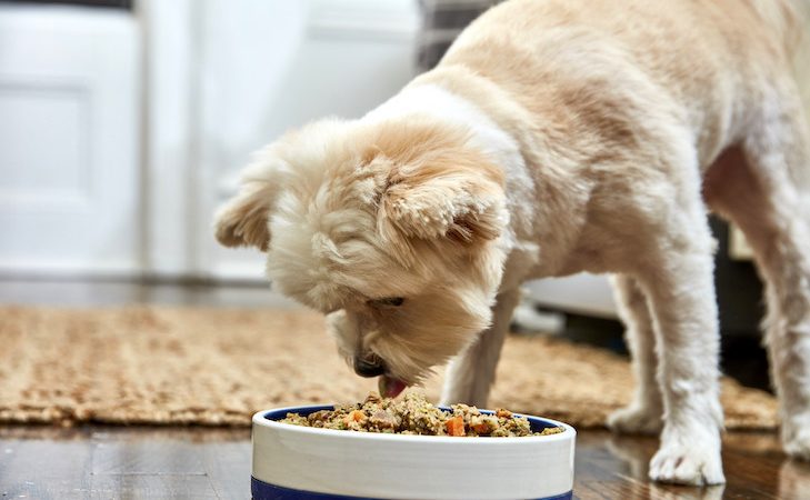 Things you should know before buying any bakery products for your pets