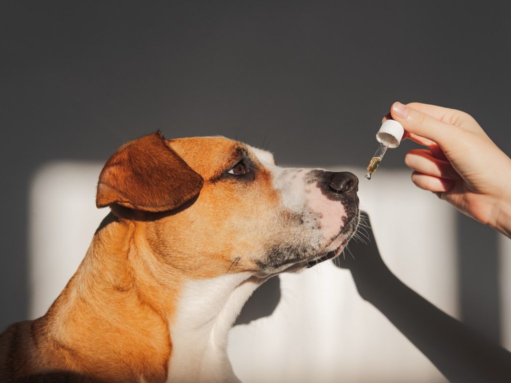 CBD Oil for Dogs: What You Need to Know