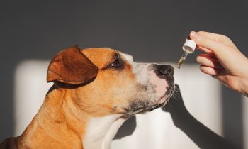 CBD Oil for Dogs: What You Need to Know