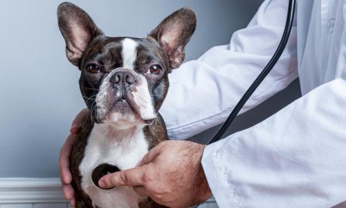 What Is Pet Insurance, How Does It Work & What Is Covered? A Pet Parent’s Guide