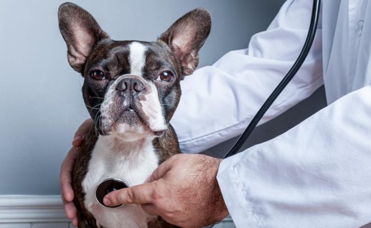 What Is Pet Insurance, How Does It Work & What Is Covered? A Pet Parent’s Guide