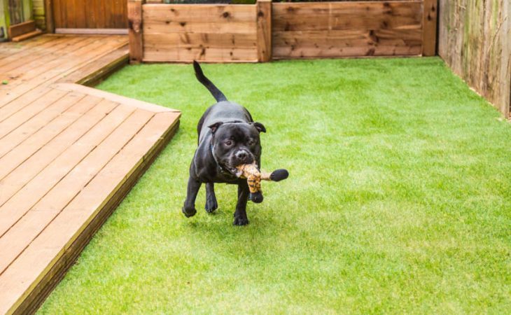 Pros and Cons of Artificial Grass for Dogs