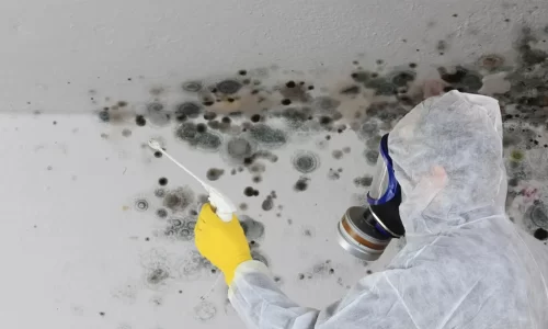 The Top 5 Reasons For Using a Professional Mold Remediation Service