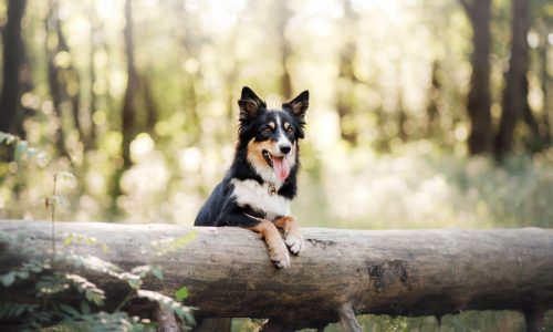 Journey to Becoming Your Dog’s Best Trainer