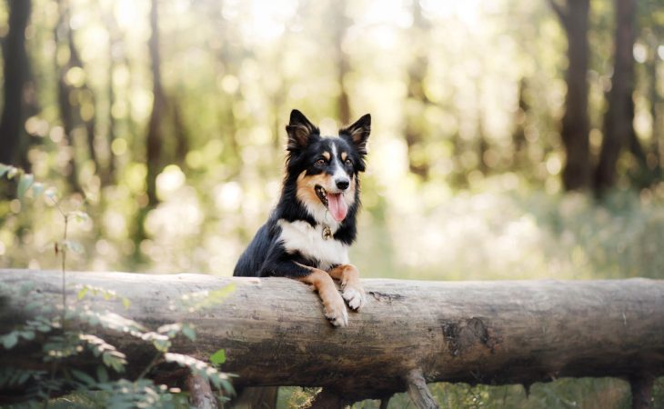 Journey to Becoming Your Dog’s Best Trainer
