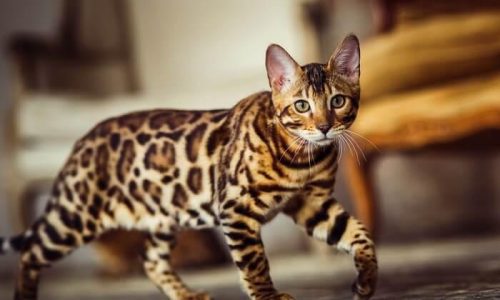 The Ultimate Checklist Before Buying a Bengal Cat