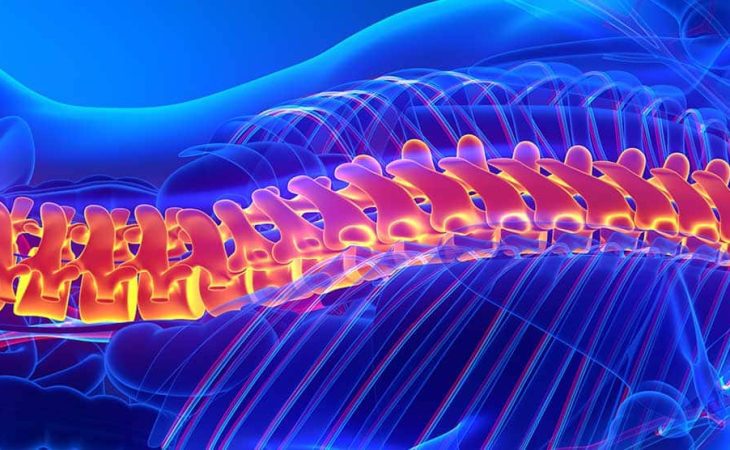 Spinal Decompression at Home: Exploring the Benefits of the Lumbarest Mat Spinal Decompression at Home: Exploring the Benefits of the Lumbarest Mat