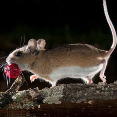The Growing Need for Rodent Exterminators in Connecticut