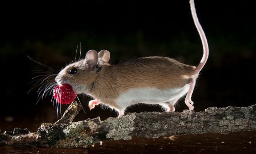 The Growing Need for Rodent Exterminators in Connecticut