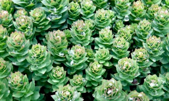 Unlock Daily Vitality: The Secret of Tonicc’s Rhodiola Rosea