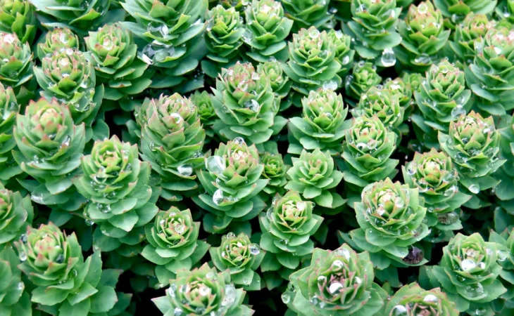 Unlock Daily Vitality: The Secret of Tonicc’s Rhodiola Rosea