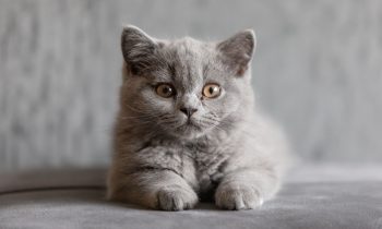 British Shorthair Kittens: Your Perfect Feline Companion