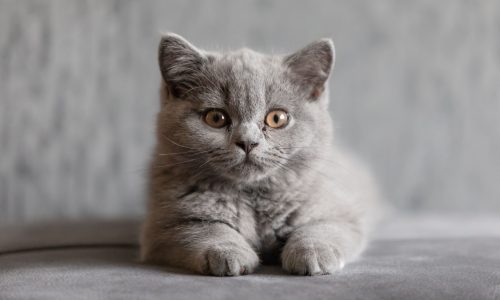 British Shorthair Kittens: Your Perfect Feline Companion