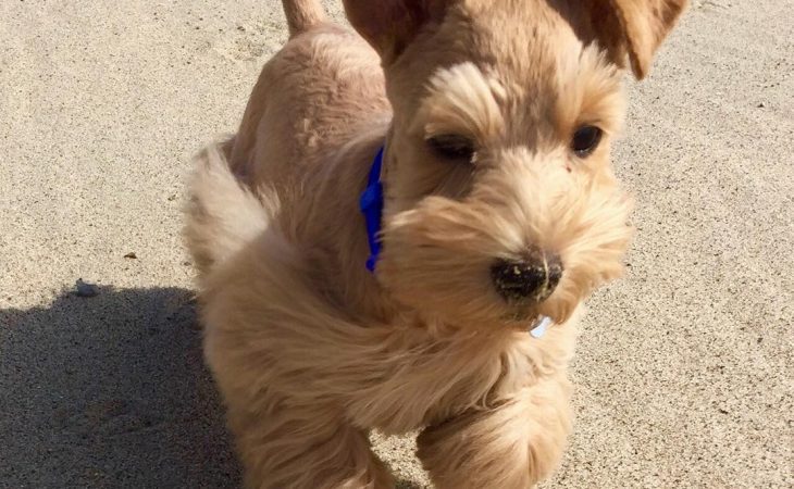 Exclusive: Top Teacup Puppies You Didn’t Know Were for Sale!