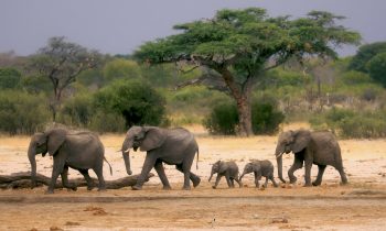 Escape the Ordinary: Discover the Untamed Beauty of African Wildlife