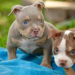 10 Best Manmade Kennels for Your Pitbull
