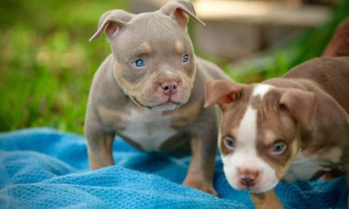 10 Best Manmade Kennels for Your Pitbull