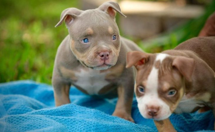 10 Best Manmade Kennels for Your Pitbull