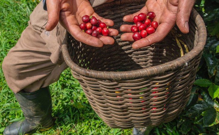 The Delight of Decaf: Exploring Decaf Bean Coffee
