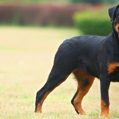 Are Rottweilers Double-Coated? A Deep Dive into Their Fur