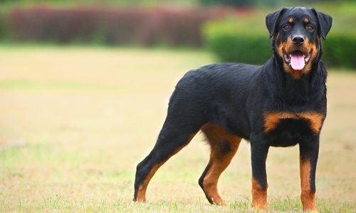 Are Rottweilers Double-Coated? A Deep Dive into Their Fur