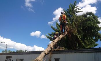 Why Calgary Residents Choose Apextree for Tree Care