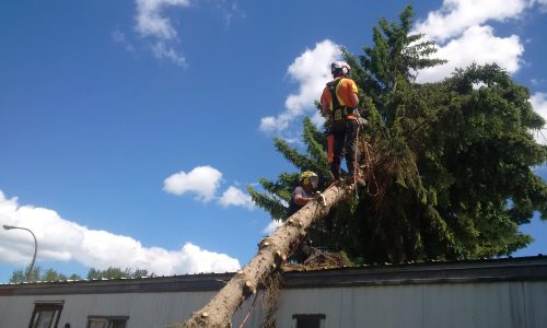 Why Calgary Residents Choose Apextree for Tree Care