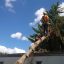 Why Calgary Residents Choose Apextree for Tree Care