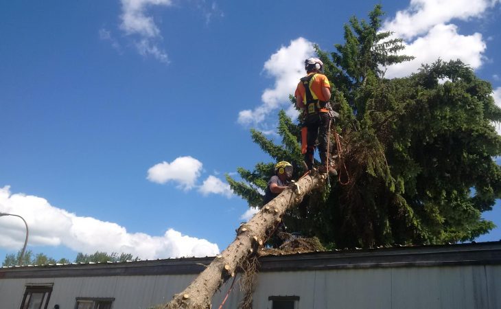 Why Calgary Residents Choose Apextree for Tree Care