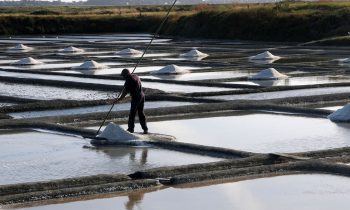 Pratiques écologiques de la récolte artisanale du sel de Guérande Pratiques écologiques de la récolte artisanale du sel de Guérande