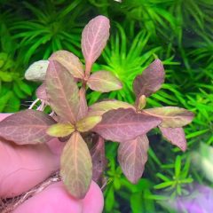 A Beginner’s Guide to Choosing the Best Aquarium Plants
