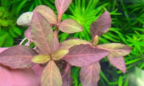 A Beginner’s Guide to Choosing the Best Aquarium Plants
