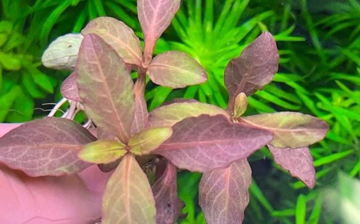 A Beginner’s Guide to Choosing the Best Aquarium Plants