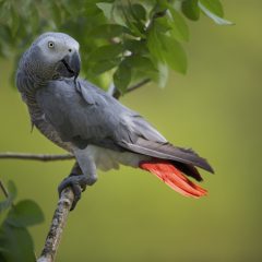 Where to Find Trusted African Grey Parrots for Sale in the UK