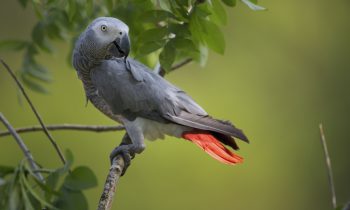 Where to Find Trusted African Grey Parrots for Sale in the UK Where to Find Trusted African Grey Parrots for Sale in the UK