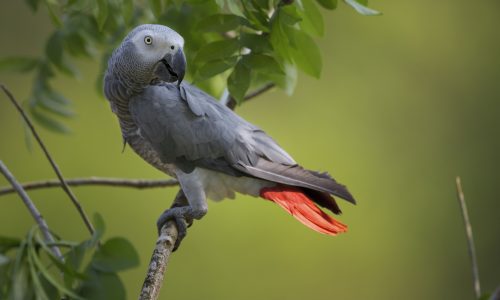 Where to Find Trusted African Grey Parrots for Sale in the UK
