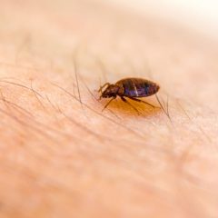 Top 5 Warning Signs You Need a Forney Bed Bug Exterminator Immediately