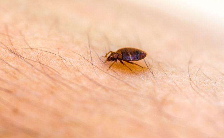 Top 5 Warning Signs You Need a Forney Bed Bug Exterminator Immediately